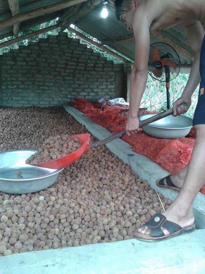 Vải tươi mất giá nhưng vải sấy lại đắt hàng - Ảnh: Diệp Sa