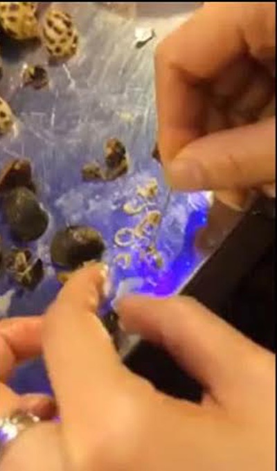 Cận cảnh sán được lấy ra từ trong ốc dừa.