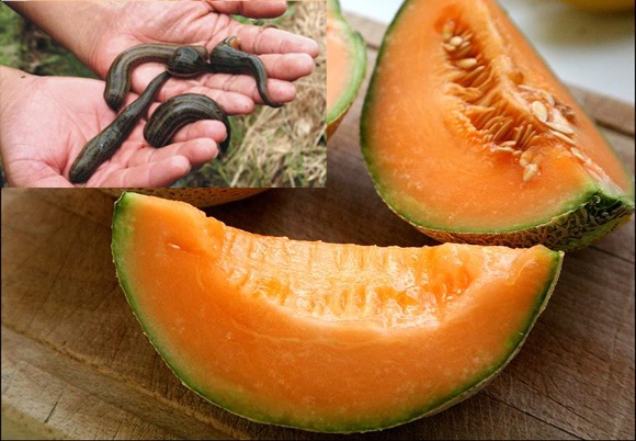 Vào khoảng tháng 9/2012, trên địa bàn một số xã nằm trên địa bàn huyện Thạch Thất, Hà Nội cũng rộ lên tin đồn một người dân mua quả dưa vàng nhập khẩu từ Trung Quốc về, bổ ra ăn thì phát hiện bên trong có đỉa.