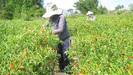 Nong dan 'cay mat' vi ot hinh anh