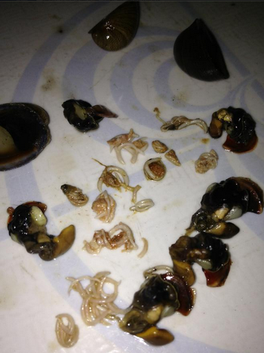 Gần đây nhất, dân mạng đang xôn xao và kinh hãi khi xem clip “ốc dừa có ổ sán” được thành viên Quynh Giao Vo quay lại và chia sẻ trên trang facebook cá nhân.