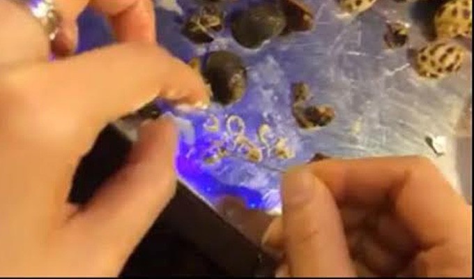 Nhung vu phat hien dia, san trong thuc an gay soc hinh anh