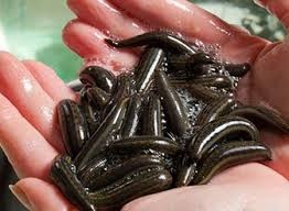 Ngay sau đó, Cục An toàn vệ sinh thực phẩm vào cuộc, lấy mẫu xét nghiệm và đã kết luận sinh vật lạ chỉ là đốt sán dây từ môi trường bên ngoài vào. Và khẳng định quá trình chế biến mỳ tôm có xử lý ở nhiệt độ trên 100 độ C với bao gói kín nên các sinh vật không thể sống được.