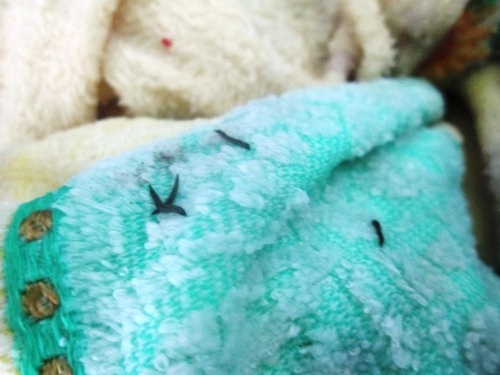 Ngày 12/3/2014, chị Nguyễn Thị Thu Thảo (ngụ khu phố 5, phường Tân Hiệp, TP Biên Hòa, Đồng Nai) giặt và ngâm 4 chiếc khăn tắm Trung Quốc mua trước đó hơn 3 tháng chưa dùng đến. Sau khi ngâm 2 ngày, chị Thảo định giũ đem phơi thì phát hiện trong đống khăn có nhiều “sinh vật lạ” giống như đỉa con, màu đen, nhưng có lông gai, bò lúc nhúc nên rất hoang mang.