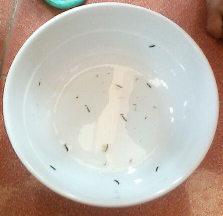 Sáng ngày 6/11/2012, chị Trần Thị Hải ở xóm Bình, xã Thạch Hưng, TP. Hà Tĩnh uống một hộp sữa tươi. Sau đó, chị này có triệu chứng đau bụng, đi ngoài liên tục. Kiểm tra hộp sữa, người nhà tá hỏa phát hiện nhiều sinh vật lạ đang nghoe nguẩy trong hộp. 