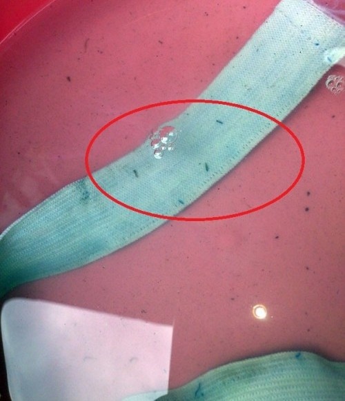 Ngày 6/11/2012, chị Phạm Thị Tâm ở phường Đông Hải 1, quận Hải An (Hải Phòng) cho biết, chị mua 1 bộ quần áo cho cô con gái 1 tuổi tại một shop bán quần áo trẻ em đã phát hiện rất nhiều sinh vật lạ rất nhỏ màu xám, có chiều dài khoảng 0,5cm... Sau đó, chị lấy một chiếc quần khác của con đem ngâm thử và theo dõi. 3 ngày sau phát hiện trong chậu nước xuất hiện những sinh vật lạ giống hệt sinh vật xuất hiện trước đó.