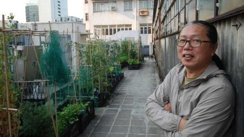 Có một danh sách dài khách hàng chờ đợi từ mô hình trang trại sân thượng của ông Osbert Lam.