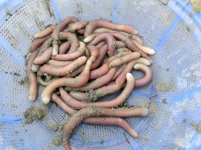 Can canh san dac san dat nhu vang tren dao Quan Lan hinh anh