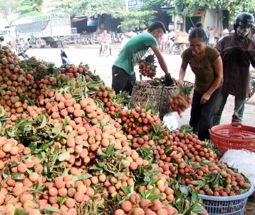 Nếu Trung Quốc tạm đóng cửa khẩu thời điểm này, nhiều mặt hàng nông sản, trong đó có quả vải sẽ gặp khó khăn.