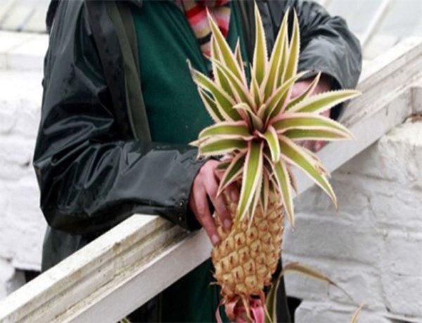 Loại dứa quý ở Anh được trồng trong 2 năm ròng, sử dụng phân ngựa, nước tiểu, rơm và kỹ thuật nông nghiệp truyền thống. Loại dứa này hoàn toàn không dùng đến phân bón hóa học. Chỉ tính riêng chi phí để trồng một quả dưa thế này là khoảng <abbr class=