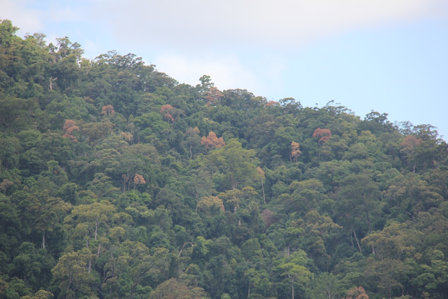 Một góc khu vực núi xã Sơn Lập, nơi còn nhiều ươi cây rừng (ngọn màu đỏ) ở Quảng Ngãi.