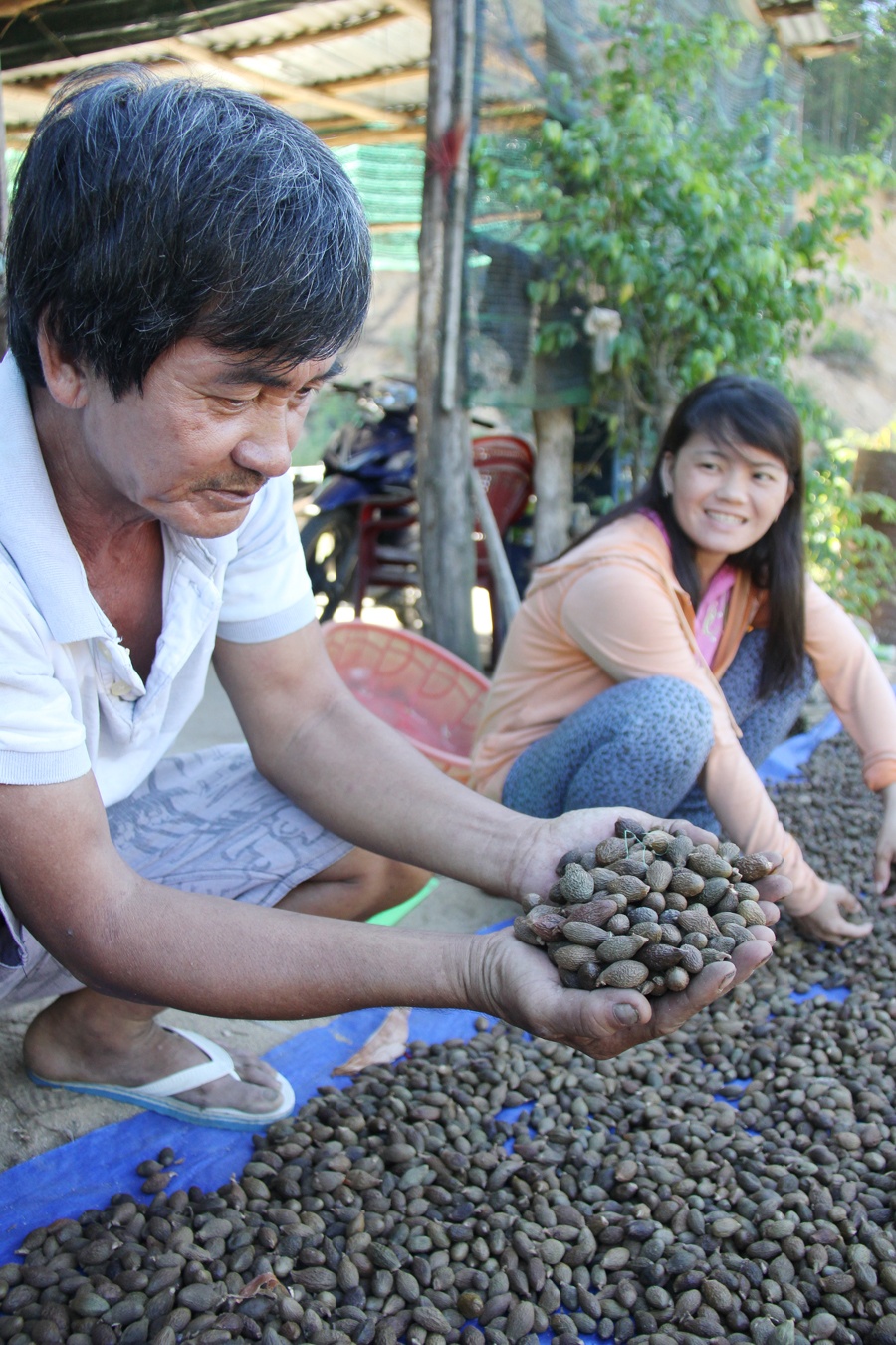 Trái ươi rừng, loại lâm sản mang về tiền tỉ cho người dân Quảng Ngãi.