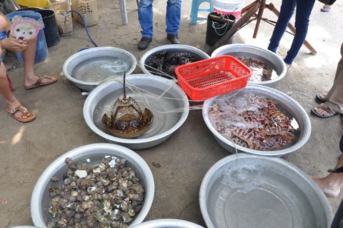 Giá mực sống đang bơi trong thau chỉ 120 nghìn/kg, cầu gai 30 nghìn đồng/con. Còn cá thì tùy loại có giá từ 100 đến 300 nghìn kg sau khi chế biến.