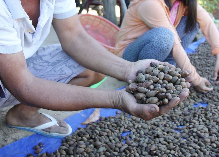 Vai gio nhat trai uoi, dan Quang Ngai bo tui tien trieu hinh anh