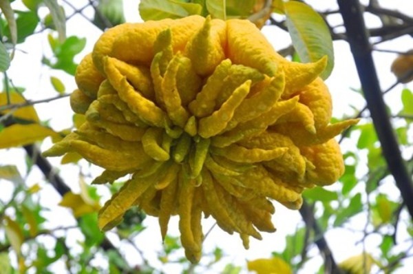 Nhung loai qua nao o Viet Nam co gia 'khung'? hinh anh