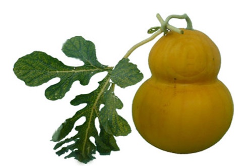 Cùng thời gian đó, một quả dưa hấu vàng hình hồ lô, nặng 2,5 kg khắc nổi chữ tài, lộc đang được chào bán với giá 2 triệu đồng dịp Tết 2013. Được biết, quả dưa được chăm sóc cẩn thận và tạo hình tại câu lạc bộ Khuyến nông Phú Trí A, xã Phú Tân, huyện Châu Thành, tỉnh Hậu Giang.