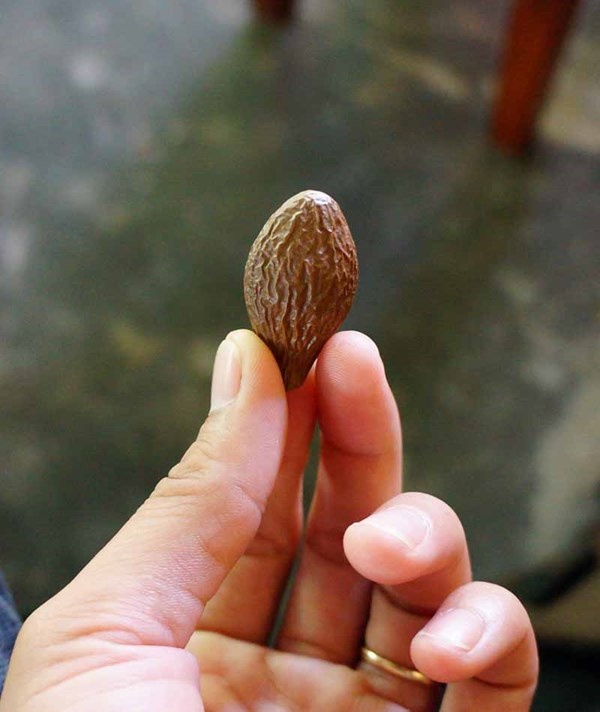 Hạt ươi nhỏ bằng ngón tay nhưng rất công dụng lại có giá thành rất cao.