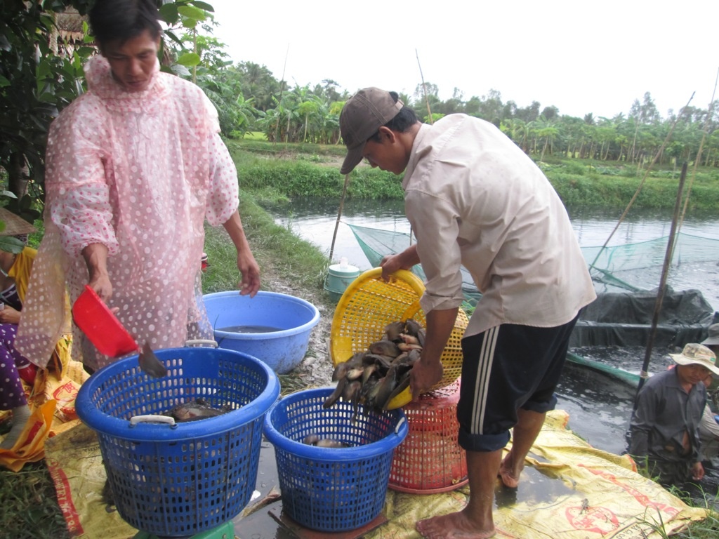 Anh Lê Văn Lời, thương lái thu mua cá rô đầu vuông ở Hậu Giang cho biết: “Cá rô đầu vuông chủ yếu chỉ tiêu thụ trong nước nên giá trị không cao và đầu ra không ổn định”. Còn tìm đến thị trường xuất khẩu loài cá này thì chưa nghe ai nói đến, anh Lời, bộc bạch!