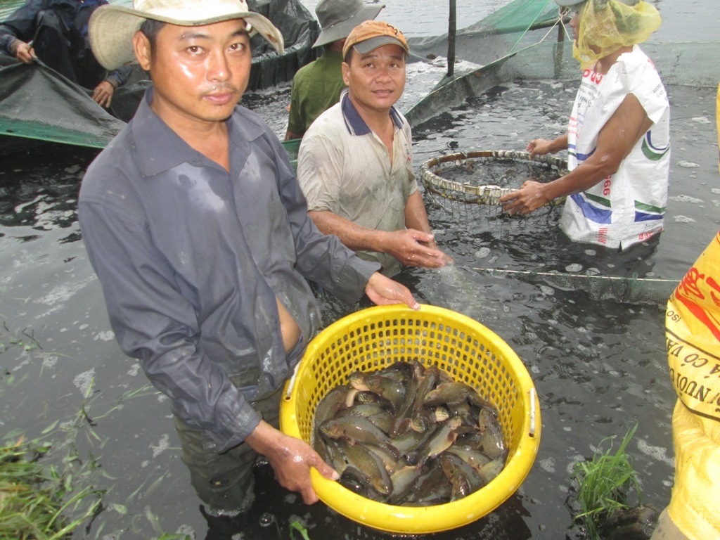 Ca ro dau vuong gia 16.000 dong/kg, nong dan mien Tay do no hinh anh