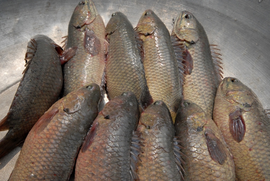 Cá rô đầu vuông hiện nay ở miền Tây rớt giá thảm hại chỉ còn 16.000 đồng/kg (loại 10 con/kg).