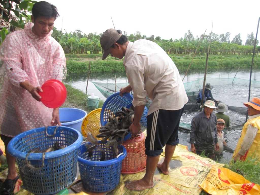 Nông dân nuôi cá rô đến ngày thu hoạch tìm thương lái bán mà không có, ông Dương Xuân Thịnh ở huyện Vị Thủy - Hậu Giang buồn bả nói!.