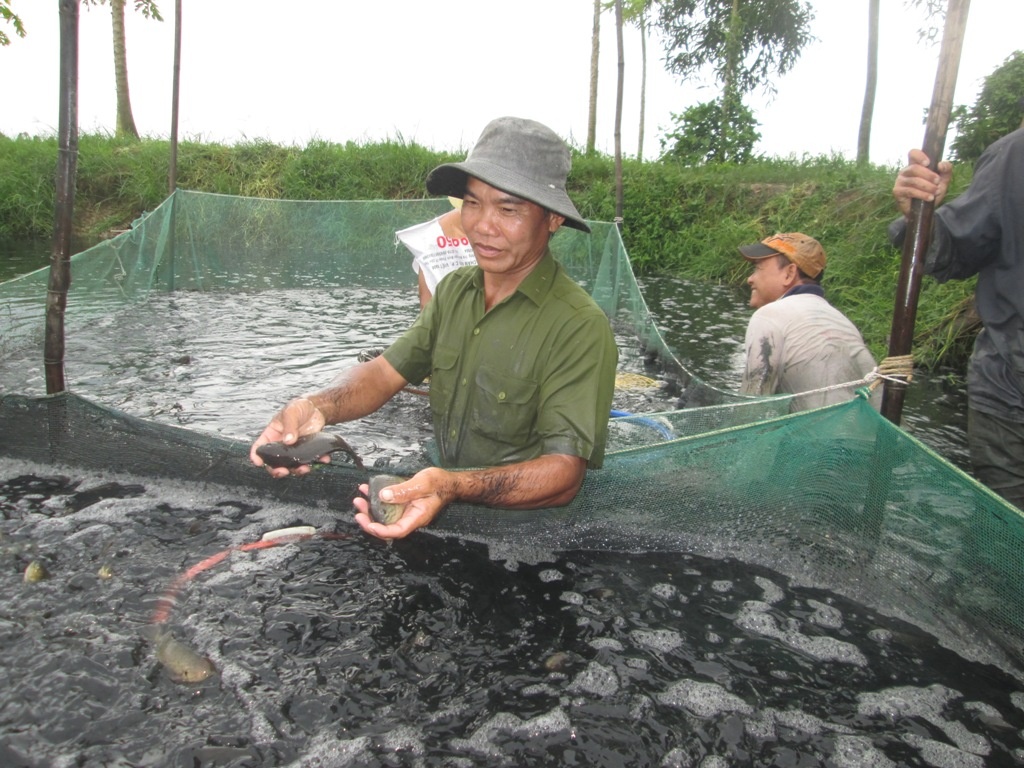 Gia đình ông Thịnh nuôi cá rô đạt trọng lượng 5 con/kg nhưng chỉ bán giá 19.000 đồng/kg thì lỗ trên trăm triệu. Nếu muốn có lãi phải bán ở mức 29.000 đồng/kg.