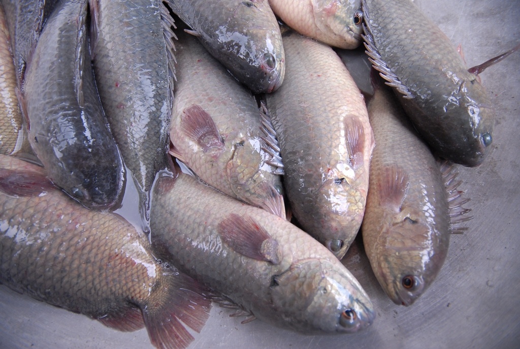 Để cá đạt trọng lượng 4 con/kg phải mất từ 5-6 tháng nuôi và phải chịu rủi ro rất lớn vì giá thức ăn tăng liên tục, dịch bệnh…