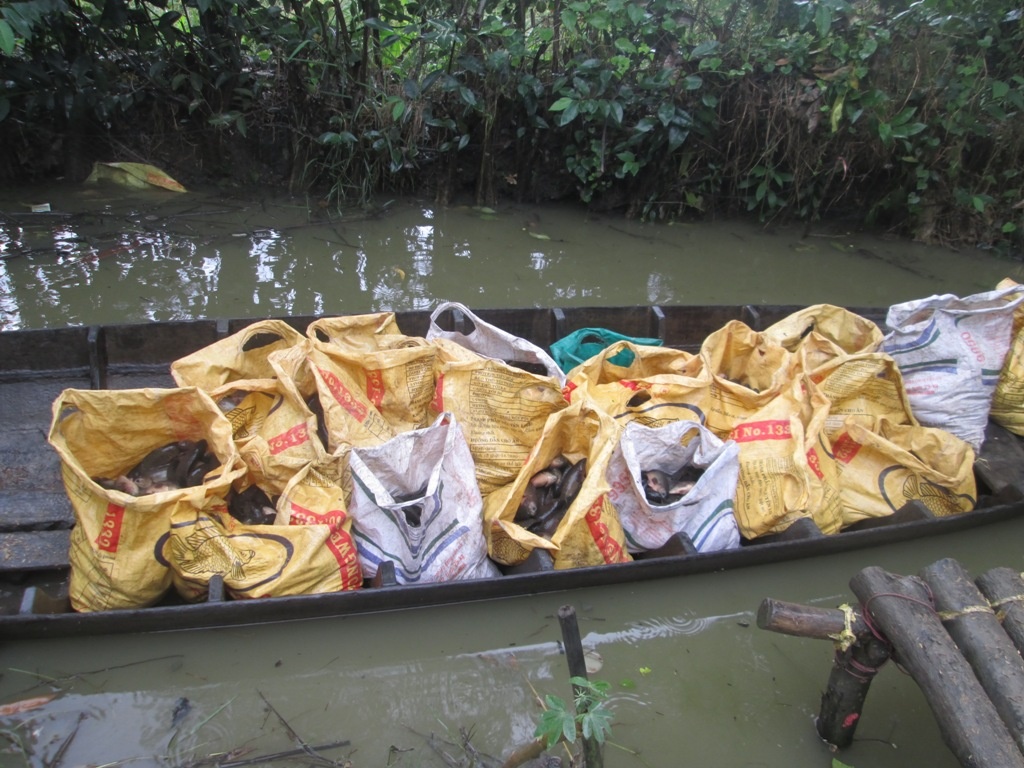 Theo đánh giá, người nuôi cá thua lỗ là chuyện đương nhiên vì giá cá cứ sụt giảm mà thức ăn cứ tăng giá 4-5 lần/năm. Thấp nhất là 200 đồng/lần và cao nhất là 300 đồng/lần.