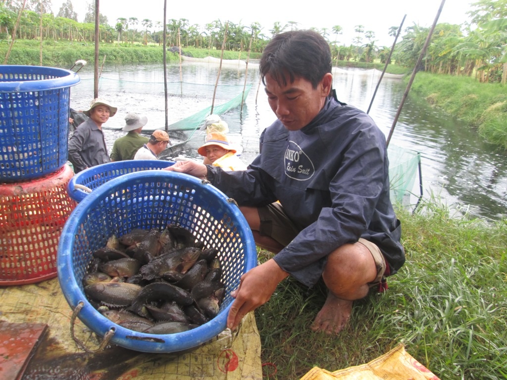 Huyện Vị Thủy - Hậu Giang là “thủ phủ” nuôi cá rô đầu vuông đầu tiên ở miền Tây giờ đã tiêu điều. 