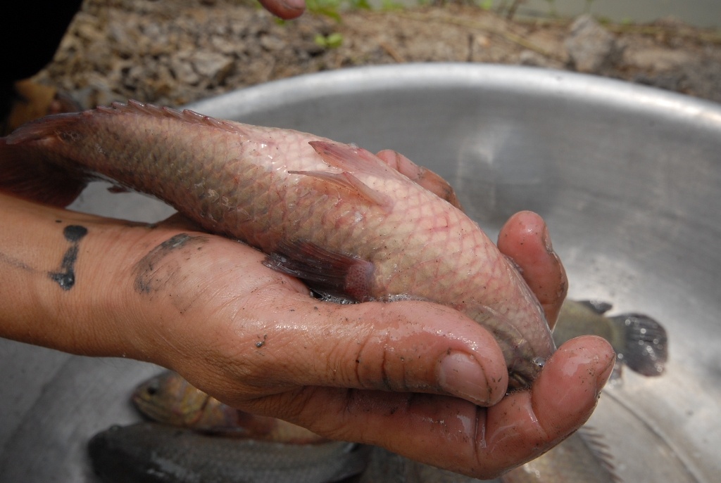 Do hầu hết các hộ nuôi cá rô đầu vuông trước đây không còn mặn mà để đầu tư vì quá nhiều rủi ro.