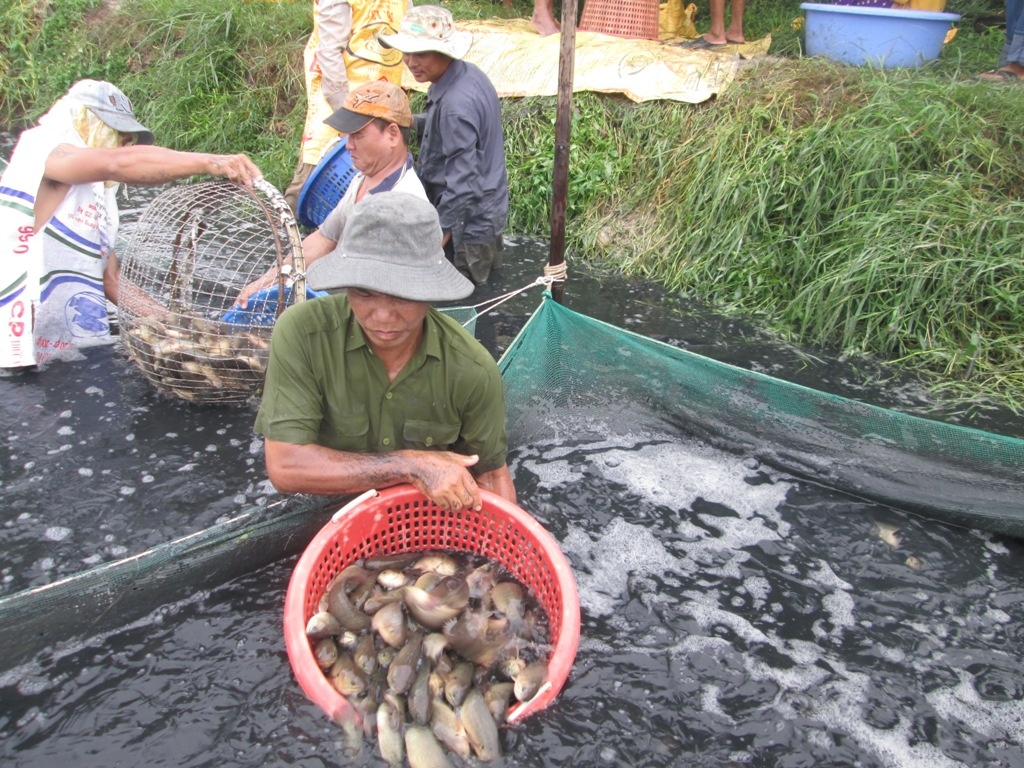 Nhớ lại, vài năm trước đây, cá rô đầu vuông được xem là loại thủy sản tiềm năng của ĐBSCL nói chung và Hậu Giang nói riêng.