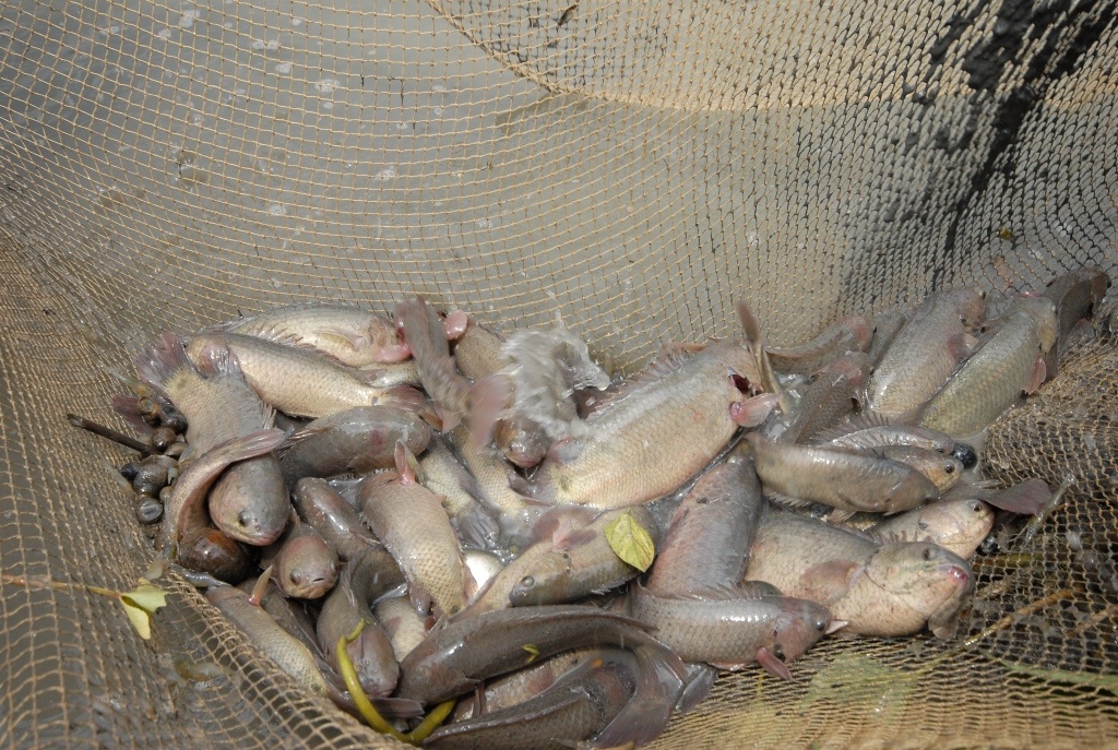 Theo nhiều người nuôi cá rô đầu vuong cho biết: Năm đầu tiên (2005) nuôi cá rô đầu vuông, chi phí đầu tư cho 1 kg cá thương phẩm khoảng 8.000 đồng/kg mà khi thu hoạch bán với giá 27.000 đồng/kg, lời <abbr class=