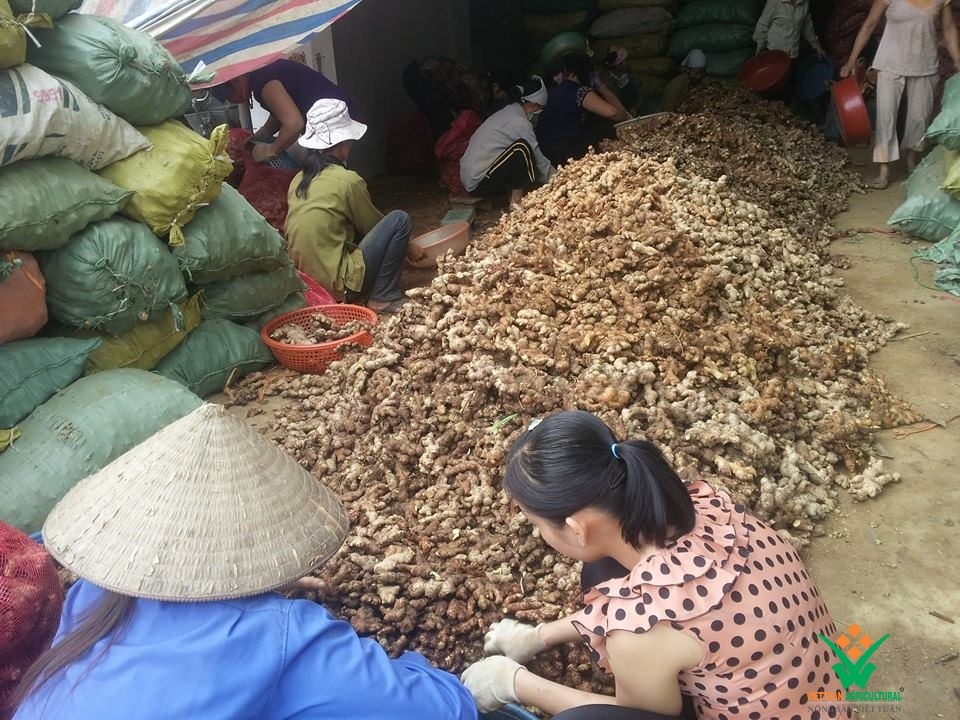 Gung tuoi tang gia gap hai lan hinh anh