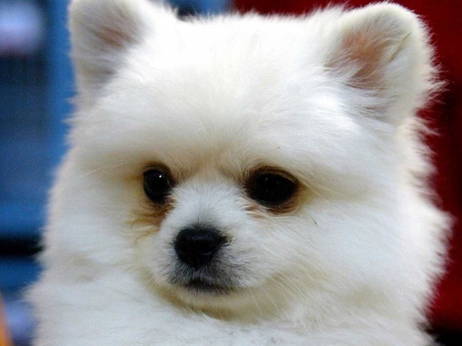 Nhân viên được phép mang thú cưng đến cơ quan.