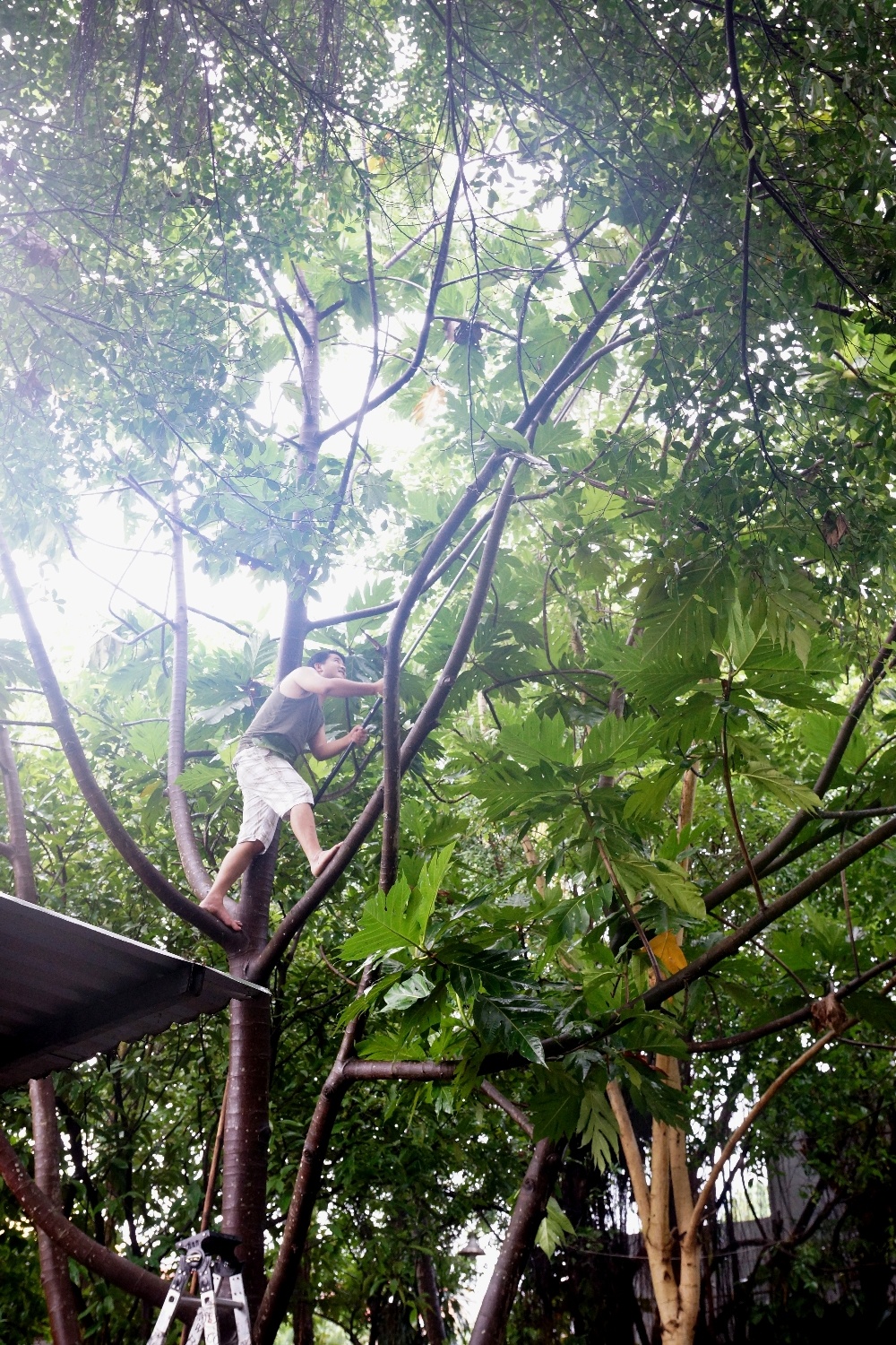 Cây Sa kê được nhân dân miền Nam trồng lấy bóng mát và quả ăn.