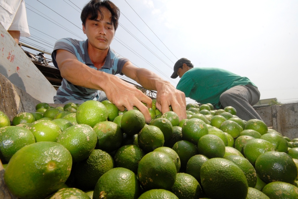 Dan mien Tay hot bac nho cay chanh bong tim hinh anh