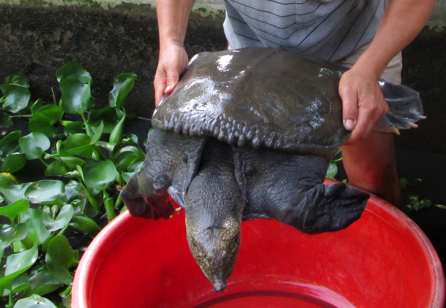 Cua dinh hon nua trieu/kg giup dan mien Tay thu bon tien hinh anh