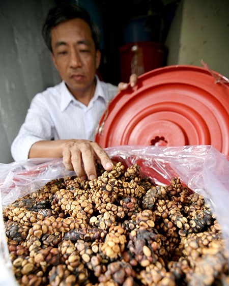 Cà phê cứt chồn” nhân tạo tại một cơ sở được phơi khô thành từng lọn.