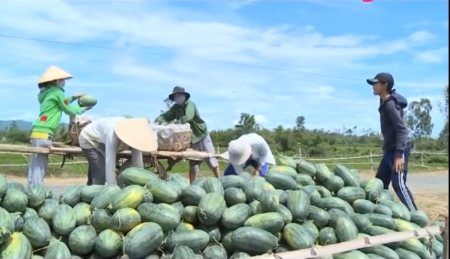 Nong dan bac mat vi 2 can dua hau doi duoc 1 ly tra da hinh anh