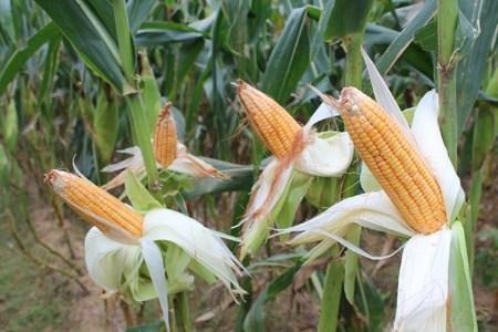 Viet Nam chi hang ty USD de nhap khau ngo hinh anh