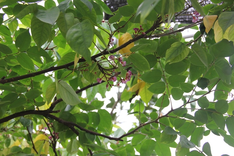 Cây khế có tuổi đời 2 năm đang ra hoa.