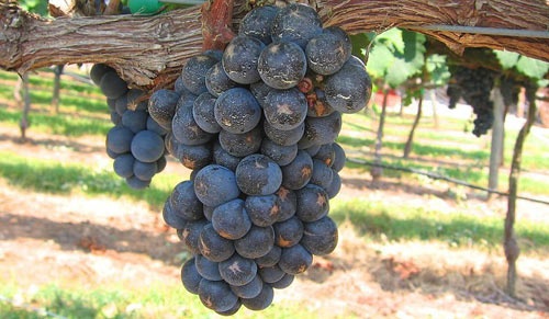 Nhat Ban: Chum nho 30 qua gia 5,4 nghin USD hinh anh