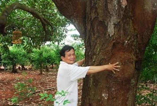 Thu tien trieu moi nam tu cay dieu khong lo hinh anh