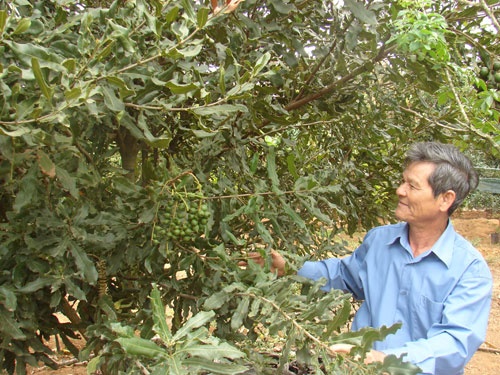 Cay 'ty do' cua nong nghiep Viet Nam hinh anh