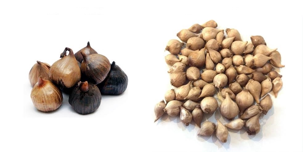 So sánh tỏi một nhánh chuyên trồng ở Nhật Bản, Trung Quốc và tỏi một nhánh Lý Sơn.