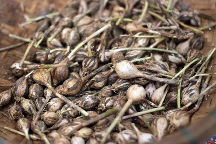 1. Hiện tỏi đen được sản xuất tại Việt Nam dưới nhiều hình thức: tỏi thô, bột tỏi, rượu tỏi, bánh nhân tỏi đen…