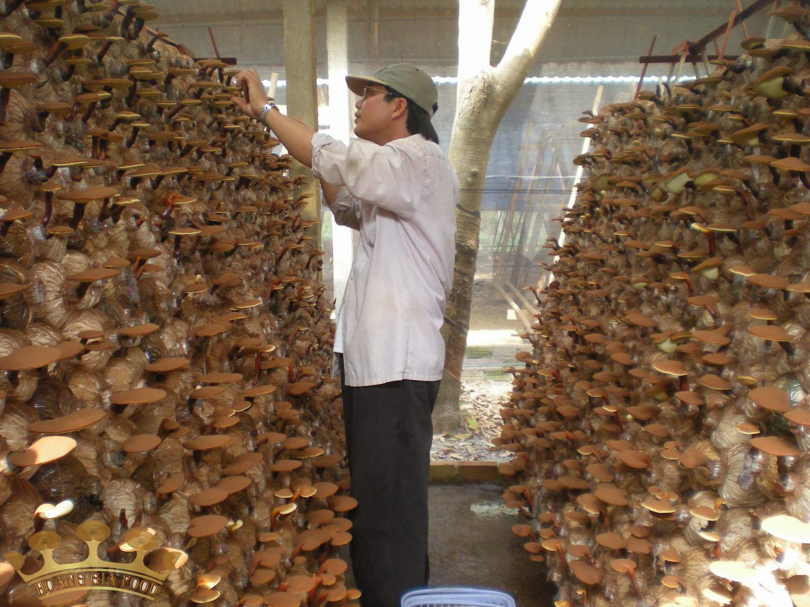 Nha vuon o TP.HCM o at trong... 'than duoc' hinh anh