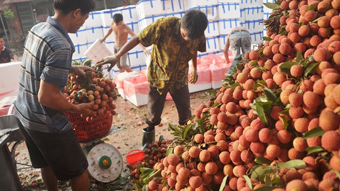 Trái vải giảm xuất sang Trung Quốc, nhưng tiêu thụ mạnh trong nước và xuất sang các thị trường khác.