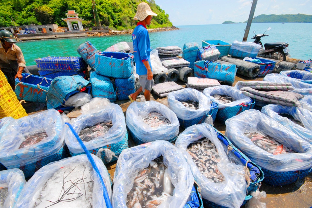 Các ghe thu mua mực để vận chuyển vào đất liền tiêu thụ. 