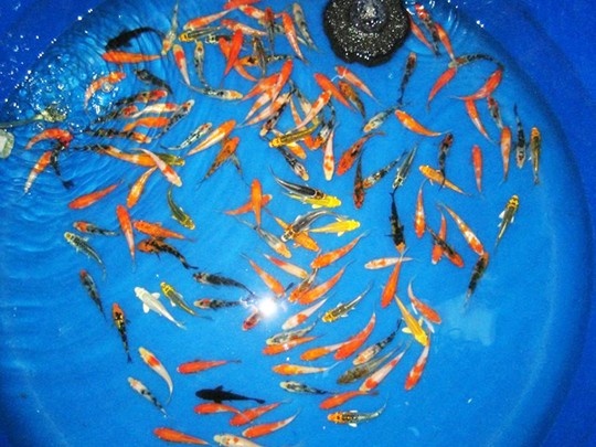 Cá koi giống có giá vài triệu đồng/con.